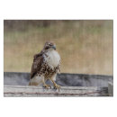 Recherche de rapace planches à découper Oiseau