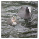 Recherche de pied carreaux Animaux