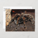 Recherche de arachnides cartes postales Éffrayant