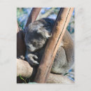 Recherche de koala australie cartes postales Marsupial