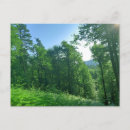 Recherche de vert forêt photographie Boisé