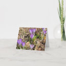 Recherche de crocus Fleur