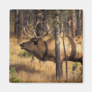 Recherche de bramante maison deco Parc national de yellowstone