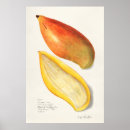 Zoek naar mango kunst Botanisch