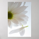 Recherche de fleurs blanches marguerite posters Pour elle