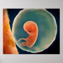 Zoek naar ontwikkeling posters Embryo
