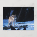 Zoek naar grijze wolf briefkaarten Sneeuw