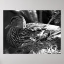 Recherche de canard blanc posters Oiseau