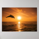 Recherche de dauphin sautant posters Vie marine