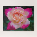 Recherche de thé hybride Rose