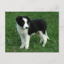 Recherche de chien border collie cartes postales Dog