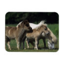Recherche de miniature magnets Cheval