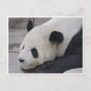Recherche de pandas géants cartes postales Bambou