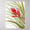 Zoek naar roze magnolia posters Botanisch