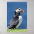 Zoek naar papegaaiduikers posters Atlantisch