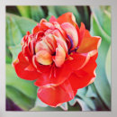 Recherche de de tulipe photographie Jardin