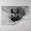 Zoek naar baby kat posters Kitten