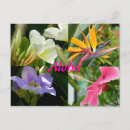 Recherche de tropiques cartes postales Hibiscus
