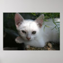 Recherche de minou blanc Animaux familiers