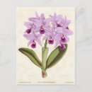 Recherche de violet clair cartes postales Floral