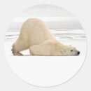 Recherche de humour d ours autocollants Animal