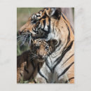 Recherche de tiger cartes postales Animal