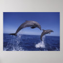 Recherche de dauphin posters Marin