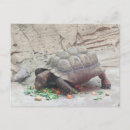 Recherche de reptiles cartes postales Animaux