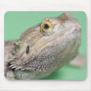 Recherche de reptiles tapis souris Animaux