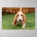 Recherche de limier posters Animaux de compagnie