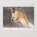 Recherche de cougar cartes postales Animaux