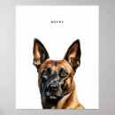 Recherche de chien berger belge posters Dog