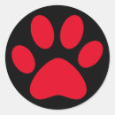 Recherche de chat rouge Animal de compagnie