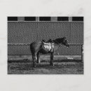Zoek naar zwart wit paard briefkaarten Monochroom
