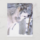 Recherche de loup neige cartes postales Canis lupus