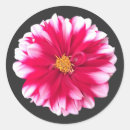 Recherche de dahlias autocollants Flore