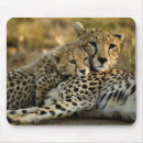Recherche de guépard tapis souris Mignon