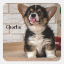 Recherche de chien brun autocollants Noir