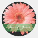 Recherche de gerbera rose autocollants Marguerite