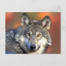 Recherche de lune de loup cartes postales Imaginaire