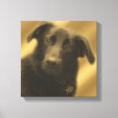 Recherche de oeil de chien Labrador