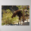 Zoek naar elanden posters Natuur