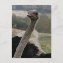 Recherche de autruche cartes postales Oiseau