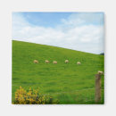 Recherche de campagne magnets Moutons