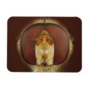 Recherche de mouche magnets Animal