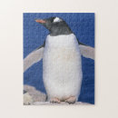 Recherche de schaf puzzles Kevin schafer