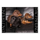 Recherche de canin autres Dog