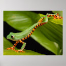 Recherche de froggy posters Animal