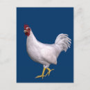 Recherche de rooster cartes postales Plumes