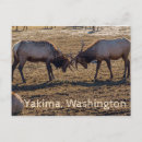 Recherche de wapiti cartes postales Washington